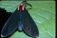 Ctenucha Moth
