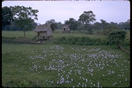 Water hyacinths growing in Guayaquil, Ecuador, 1971