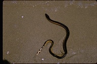 Serpiente-marina Pelágica