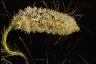 Xerophyllum tenax