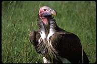 Lappet Faced Vulture (Nubian)