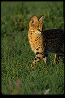 Leptailurus serval