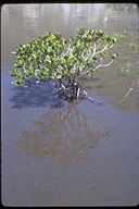 Rhizophora mangle