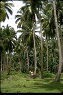 harvesting coconut