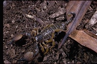 Forest Scorpion