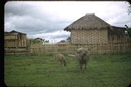 waterbuffalo, farm