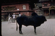 Brahma bull in a market square, Katmandu, Nepal