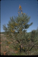 Grevillea pteridifolia