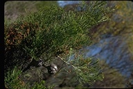 Cypress-pine
