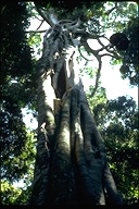 Ficus sp.