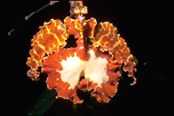 Oncidium krameranum