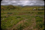 taro farm