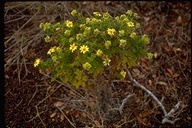 Lecocarpus pinnatifidus