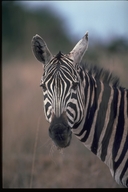 Equus quagga boehmi