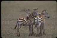 Equus quagga boehmi