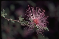 Calliandra eriophylla