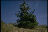 Pinus radiata