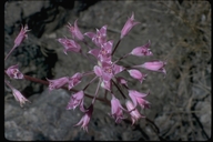 Allium acuminatum