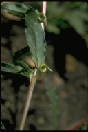 Camissoniopsis ignota