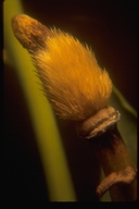 Romneya coulteri