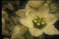 Sierra Corn Lily