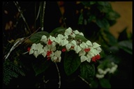 Clerodendrum thomsoniae