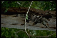 Spiny-tailed Iguana