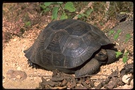 Chatham Island Tortoise