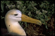 Phoebastria irrorata
