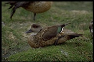 Patagonia Crested Duck