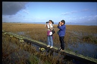 Birdwatching in Salt Marsh