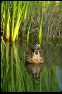 Anas platyrhynchos