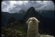 Llama at ruins of Machu Picchu, Peru