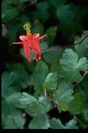 Aquilegia formosa