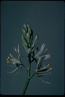 Camassia leichtlinii