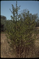 Western Black Hawthorn