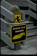 Banana slug crossing sign
