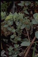 Atriplex leucophylla