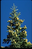 Abies magnifica var. shastensis