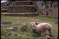 Alpaca, Machu Picchu, Peru