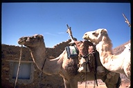 Resting pack-camels