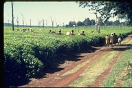 A tea farm at Kericho in Kenya, Africa