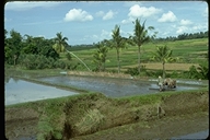 Rice farming on Bali, Indonesia