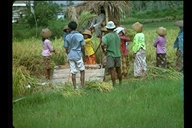 Harvesting rice in Indonesia