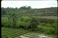 Terraced rice fields in Indonesia