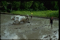 Plowing rice fields in Java, Indonesia