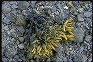 Rockweed Algae