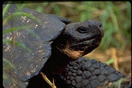 Indefatigable Island Tortoise