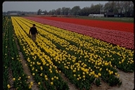 A Tulip field near Lisse, Netherlands