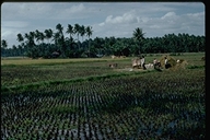 Rice farming near Manila, Philippines